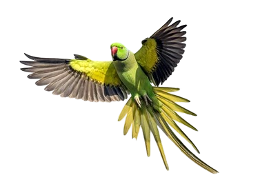 PARAKEET FOR SALE