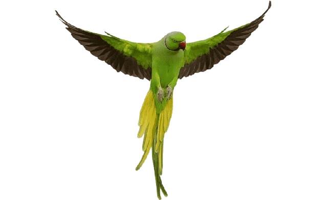 Parakeet For Sale