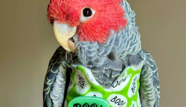 What should I look for when buying a cockatoo?