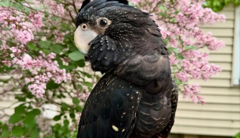 How noisy are cockatoos compared to other parrots?