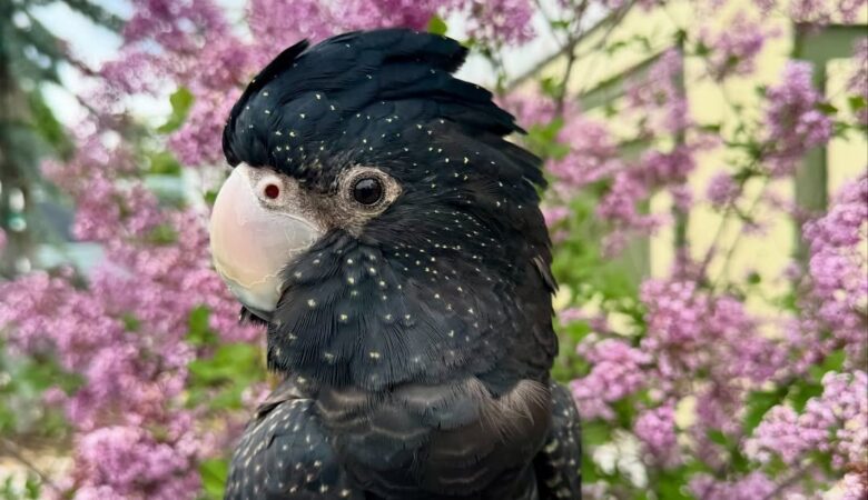 Do cockatoos talk or mimic words?