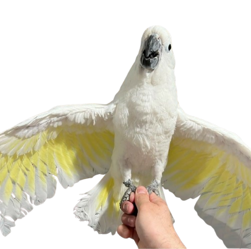 Can cockatoos be left alone during the day