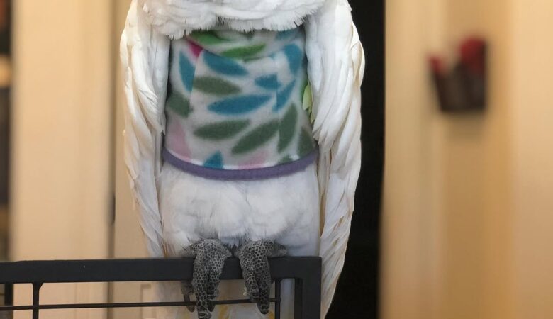 Do cockatoos require a lot of attention?