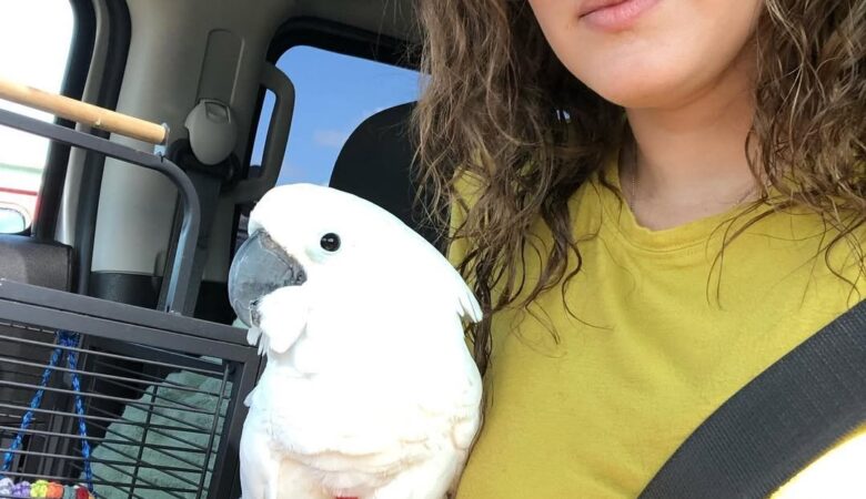 Are cockatoos legal to own in every state?
