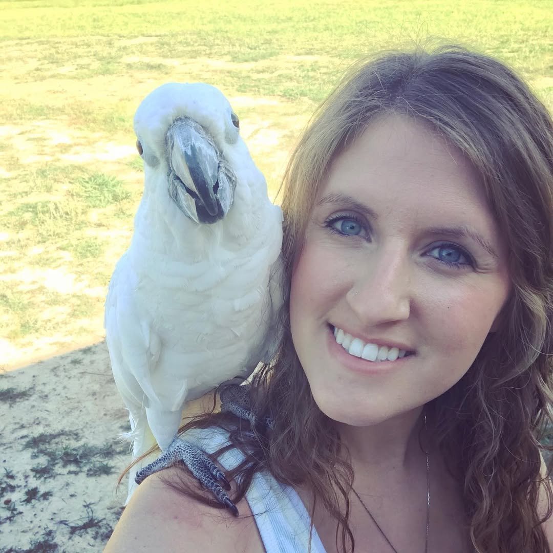 At what age can cockatoos be adopted
