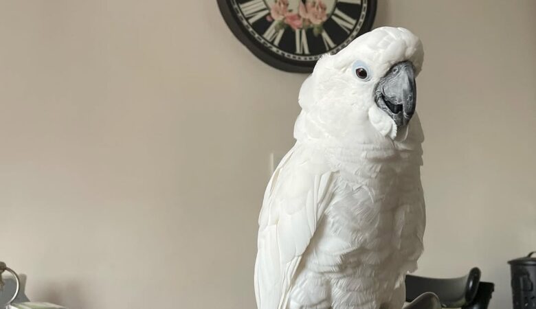 Why do cockatoos scream or screech?