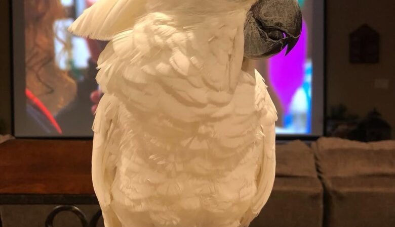 Do cockatoos get separation anxiety?