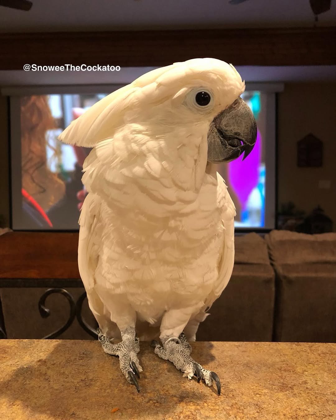 Do cockatoos get separation anxiety?