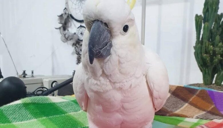 Are cockatoos easy to train?