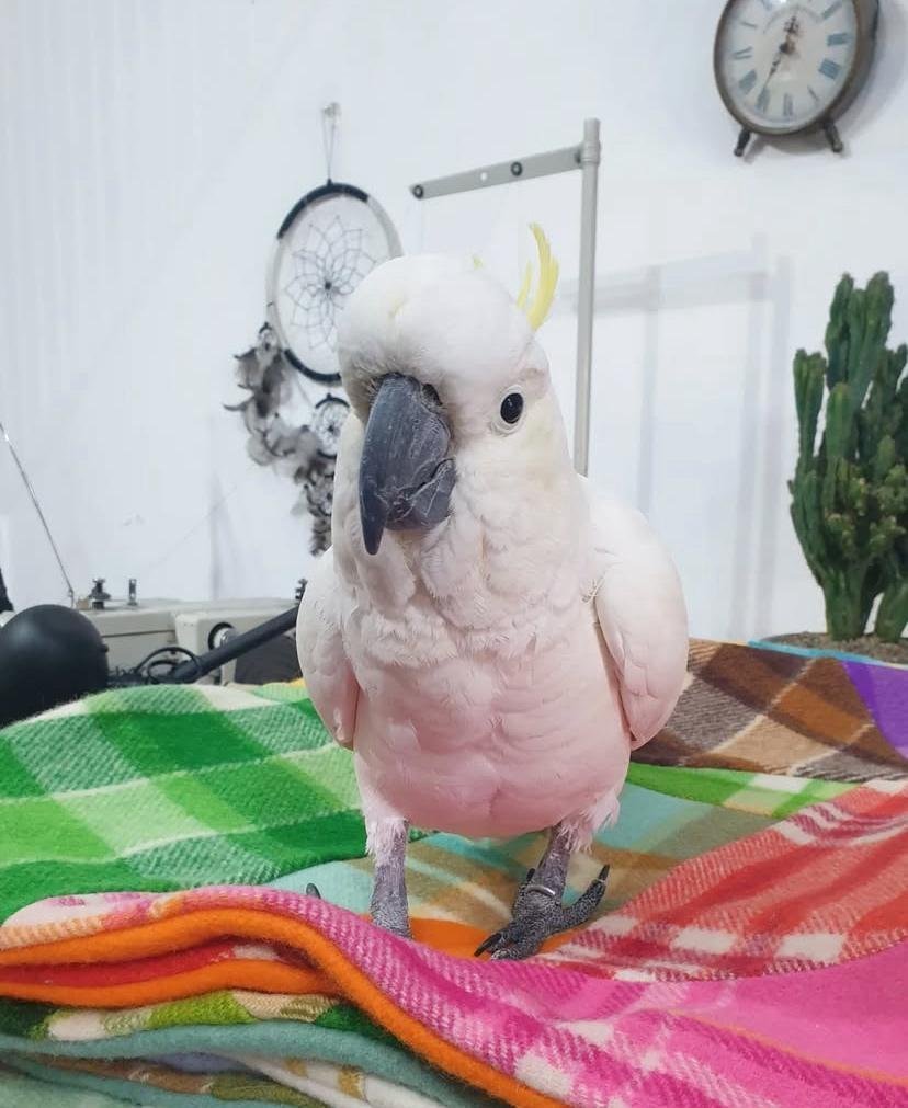 Are cockatoos easy to train