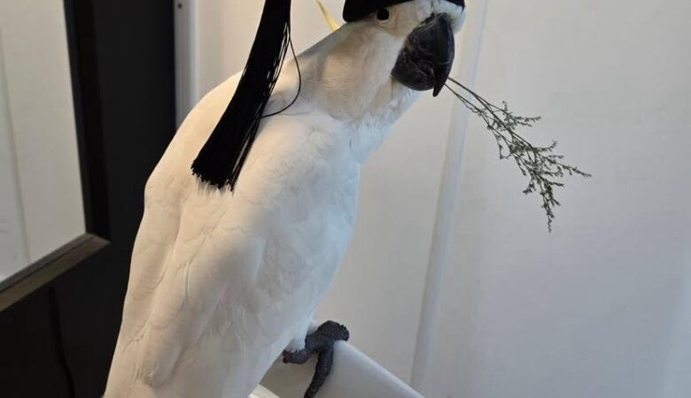 How much exercise does a cockatoo need daily?