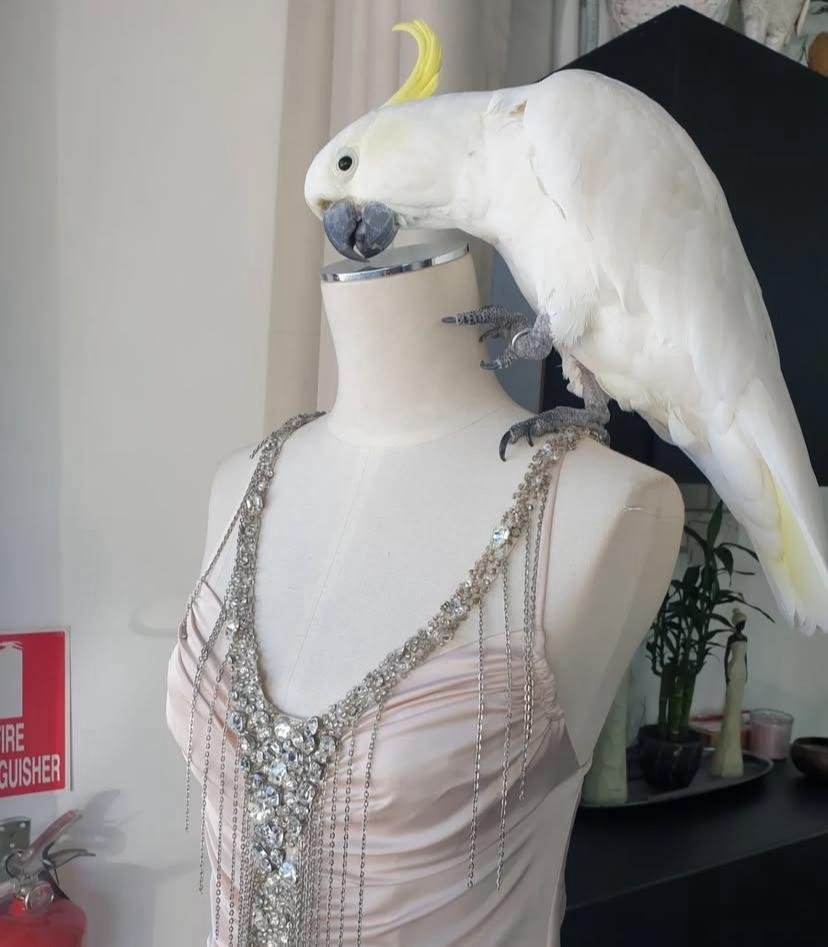 How do I stop a cockatoo from biting