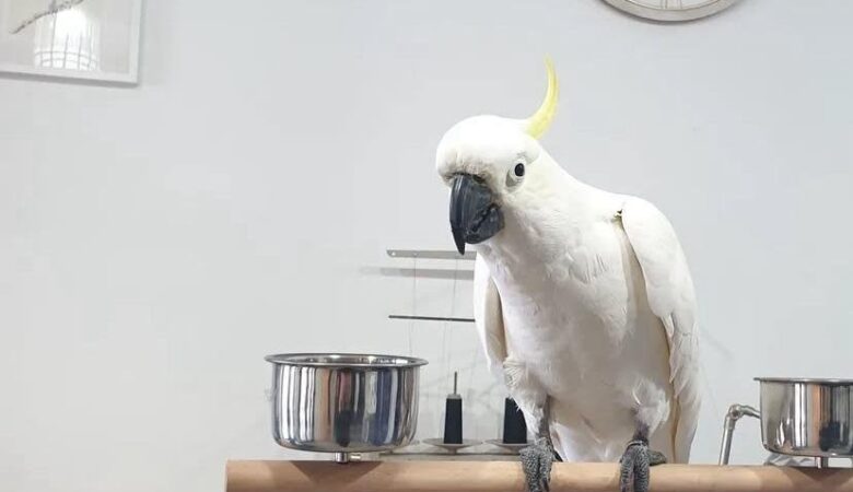 Lifetime Support for Bird Owners