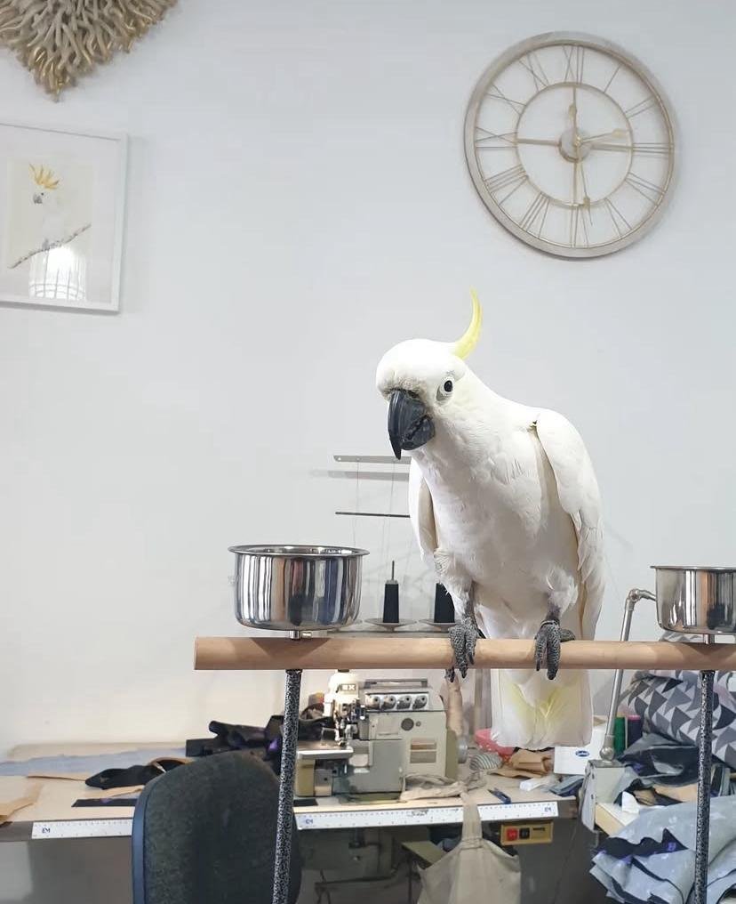 Lifetime Support for Bird Owners