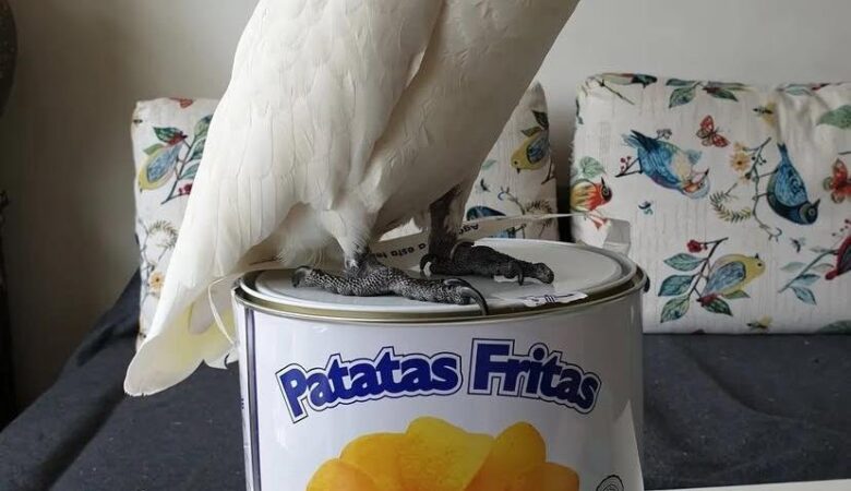 How often should I take my cockatoo to the vet?