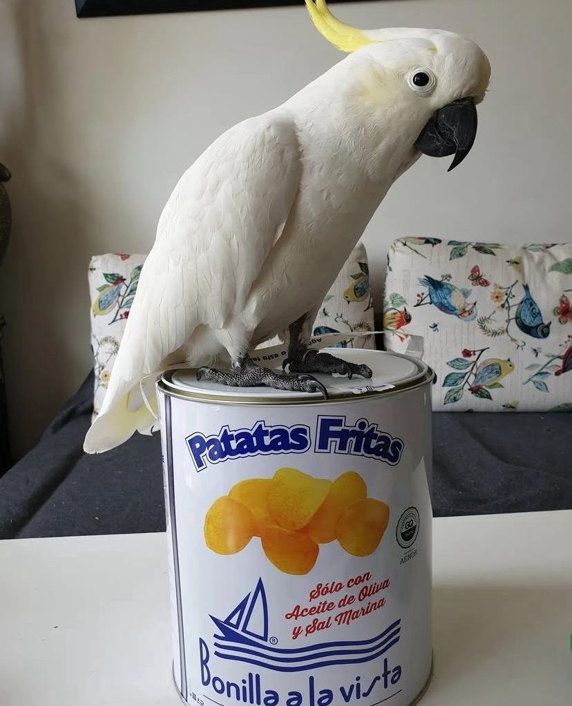 How often should I take my cockatoo to the vet