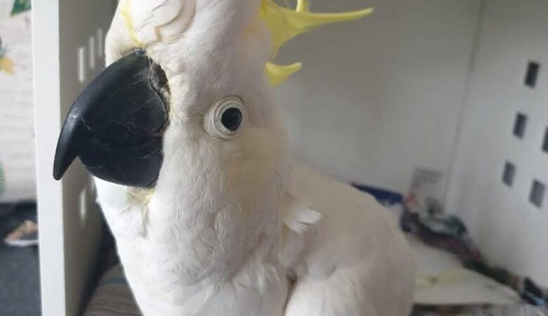 Can cockatoos eat fruits and vegetables?