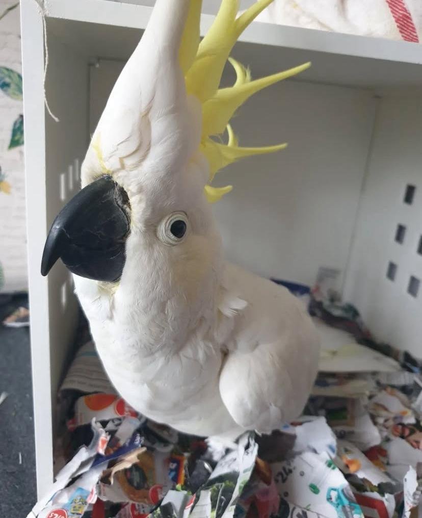 Can cockatoos eat fruits and vegetables