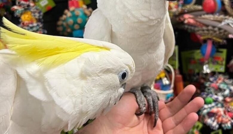 Do cockatoos need vitamins or supplements?