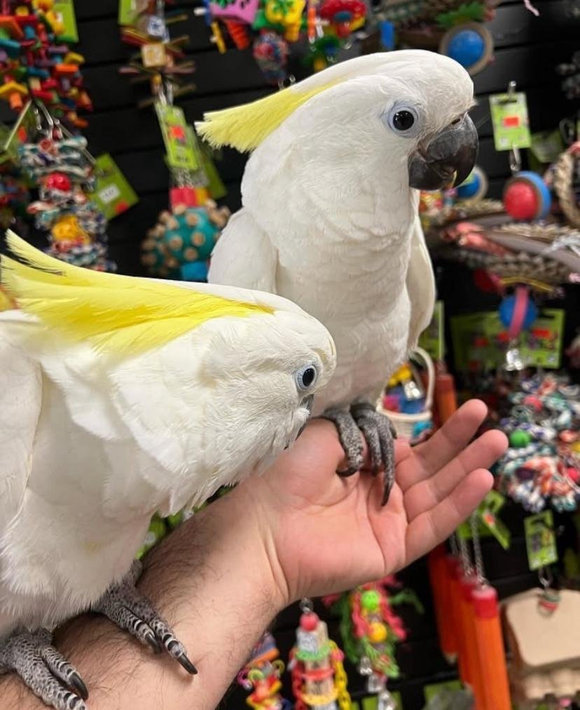 Preparing Your Home for a Cockatoo