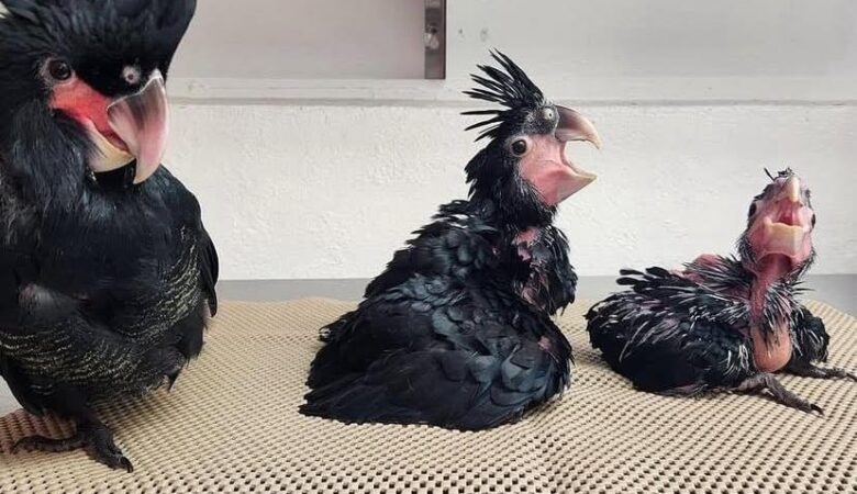 How do I know if my cockatoo is sick?
