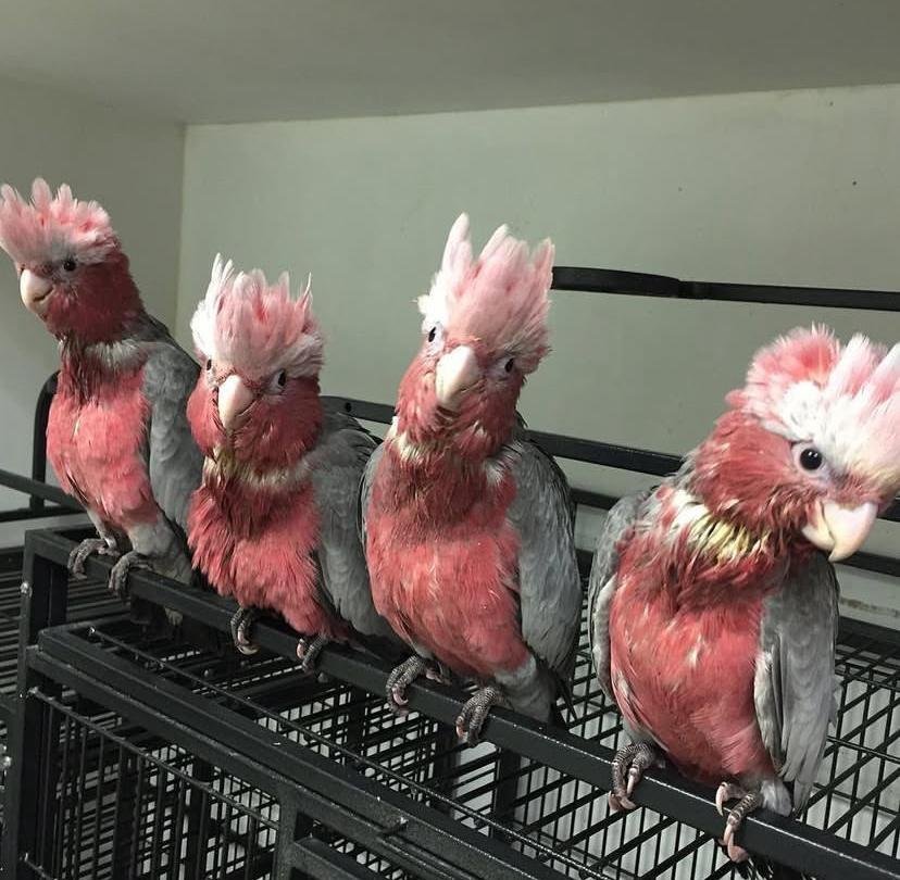 How often should I feed my cockatoo