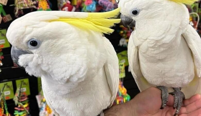 What is the average price of a cockatoo?