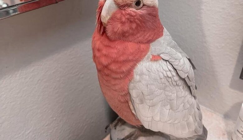 What do cockatoos eat?