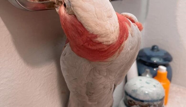 Which cockatoo species make the best pets?