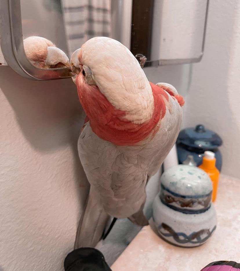 Which cockatoo species make the best pets