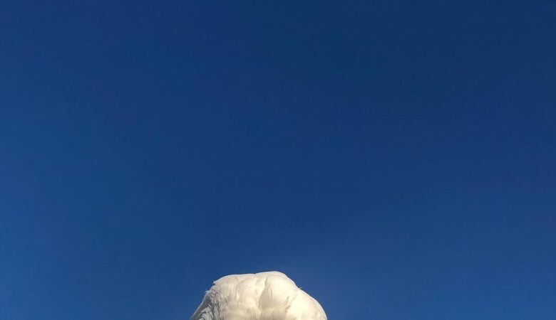 What paperwork or certificates should come with a cockatoo?