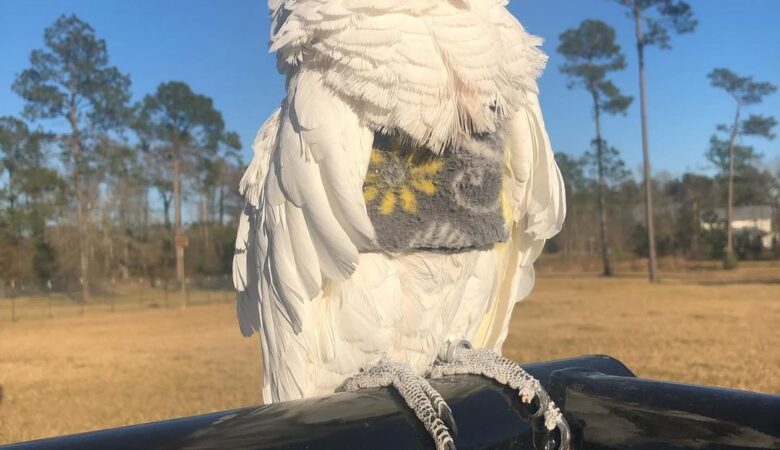 Why buy a bird from us?