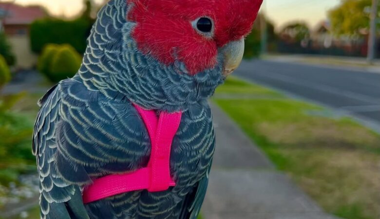 Do cockatoos come with a health guarantee when purchased?