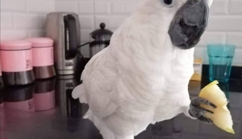 How much space does a cockatoo need?