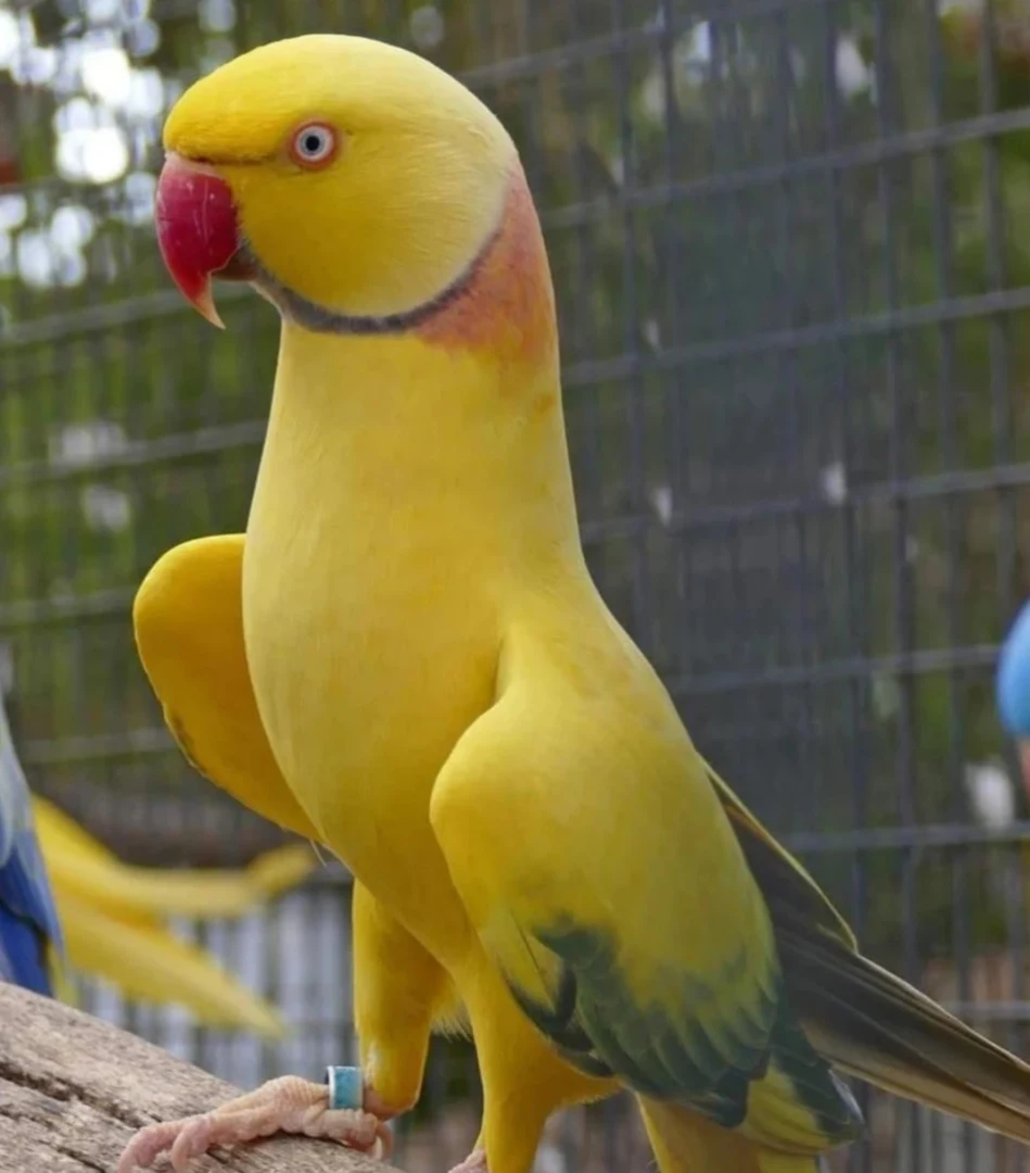 Veterinary Care for Parakeets