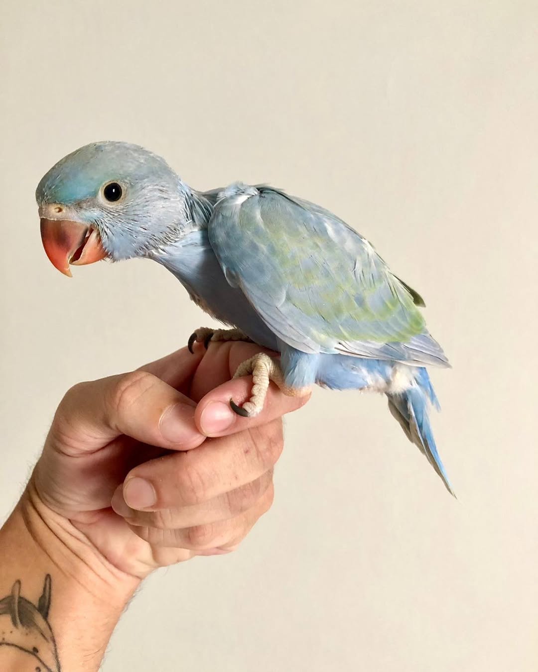 Parakeet Grooming Guide