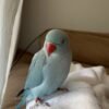parakeet birds for sale