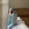 parakeet birds for sale