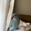 parakeet birds for sale