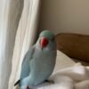 parakeet birds for sale
