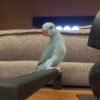 parakeet parrots for sale