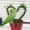 Female parakeets for sale