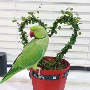 Female parakeets for sale