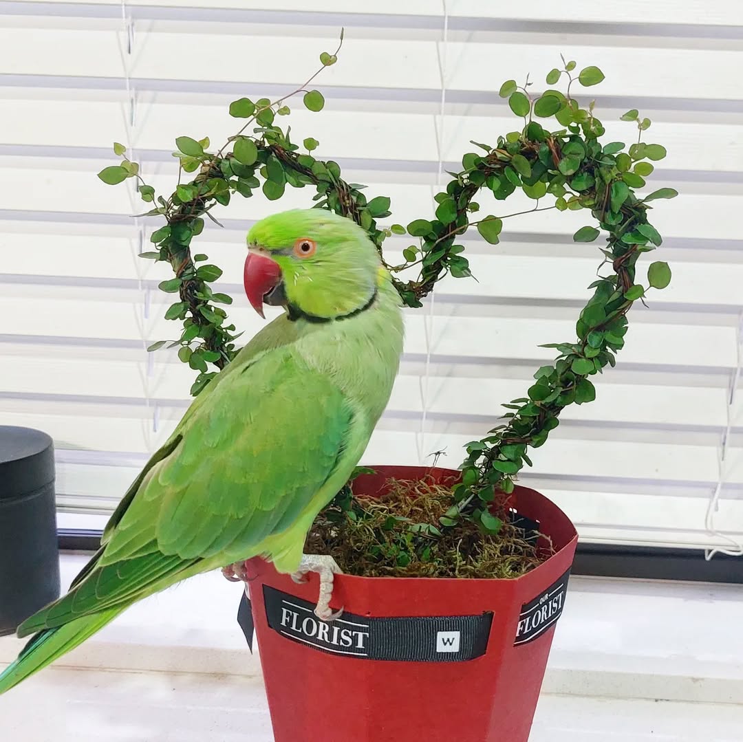 Female parakeets for sale