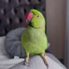 Female parakeets for sale