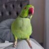 Female parakeets for sale