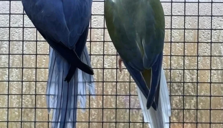 Parakeets for sale in Utah