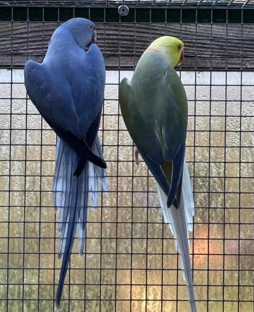 Parakeet breeders in Delaware