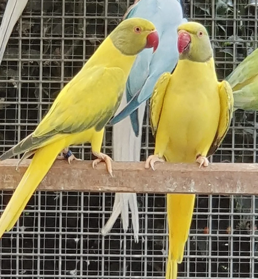 Parakeet breeders in Connecticut