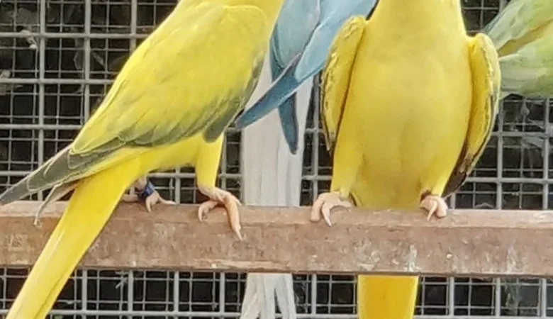 Parakeets for sale in Vermont
